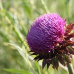 2010-06-28 (Big Purple Thistle)