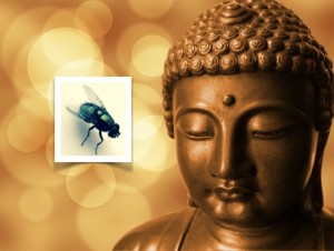 buddha fly_00001